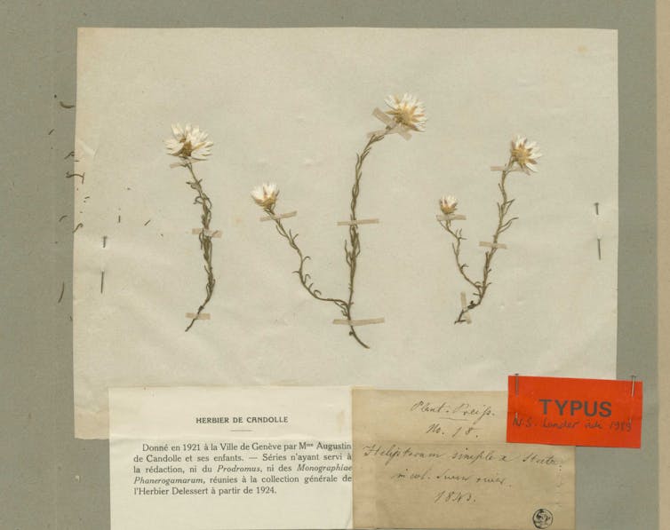 Friday essay: the forgotten German botanist who took 200,000 Australian plants to Europe