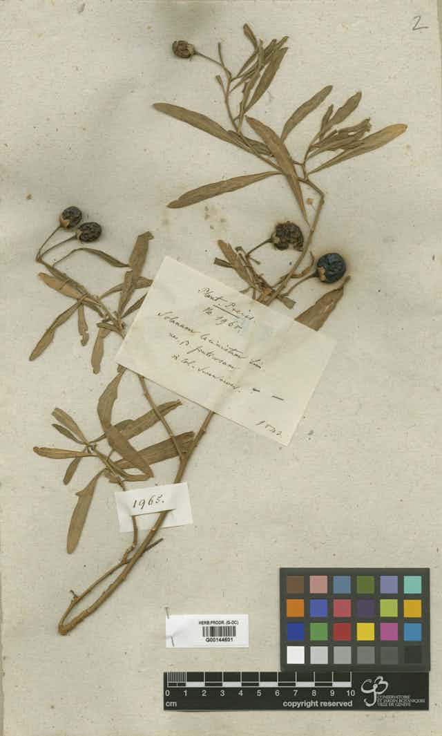 Dried plant with berries, with a label in German.