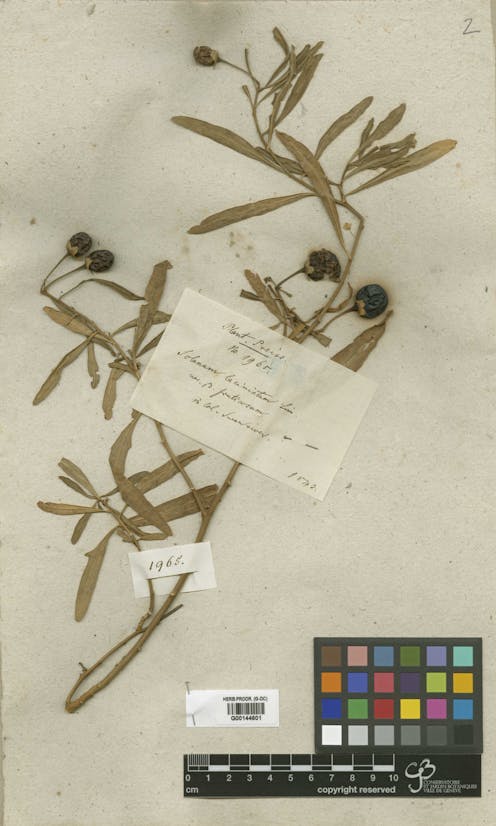 Friday essay: the forgotten German botanist who took 200,000 Australian plants to Europe