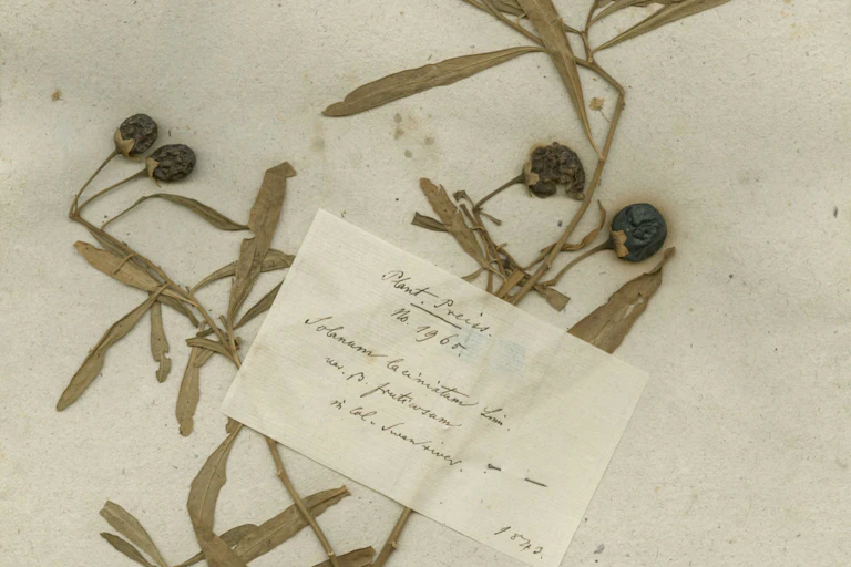 Dried plant with berries, with a label in German.