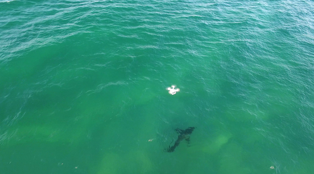 Lifeguards with drones keep us (and sharks) safe, and beach-goers