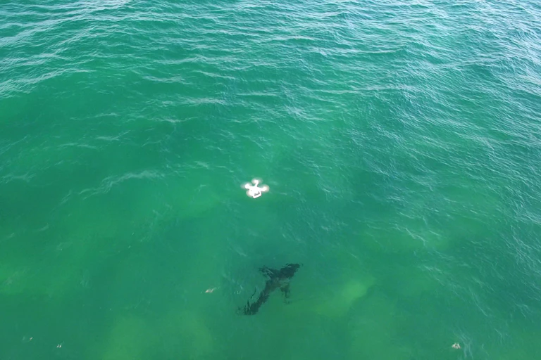 A small white drone hovers above a grey shark in the ocean.