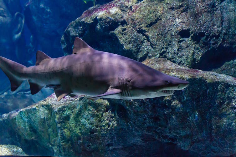 A tiger shark swims beside large rocks.