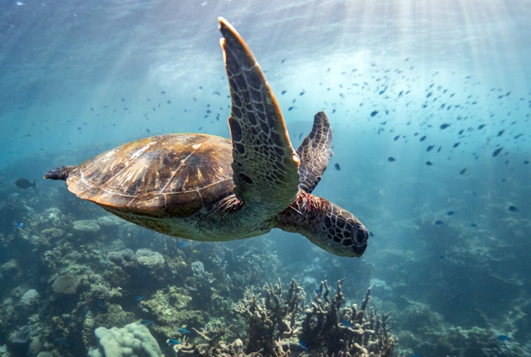 A turtle swims by a school of fish and coral.