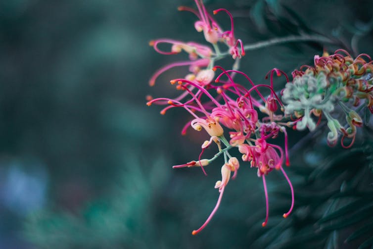 A pink flower