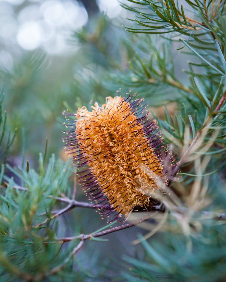 An orange and purple banksia flower.