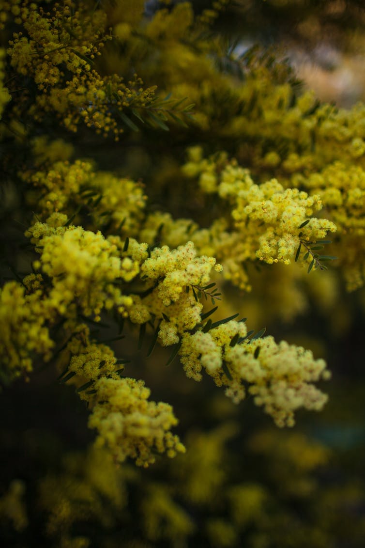 Friday essay: the forgotten German botanist who took 200,000 Australian plants to Europe