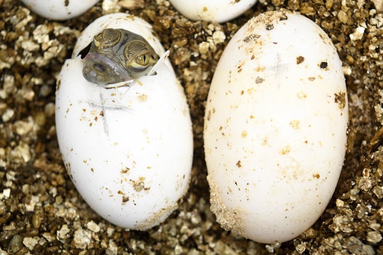 Baby crocodile emerging from egg.