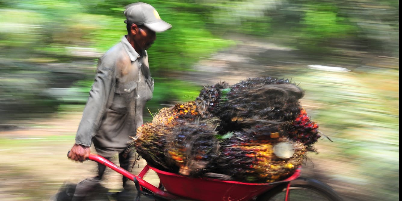 Di tengah pesatnya industri kelapa sawit  di Indonesia 