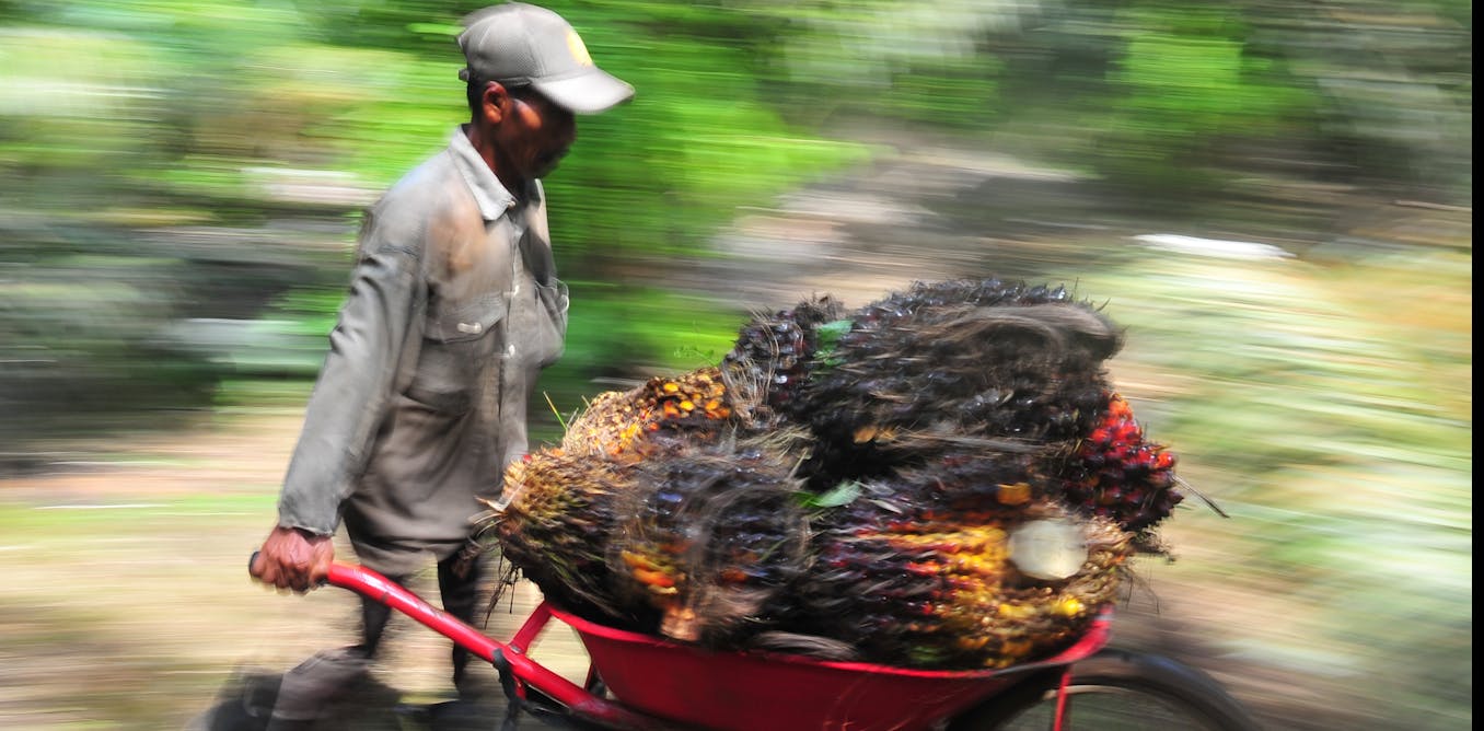 Di tengah pesatnya industri kelapa sawit di Indonesia Di tengah pesatnya industri kelapa sawit di Indonesia
