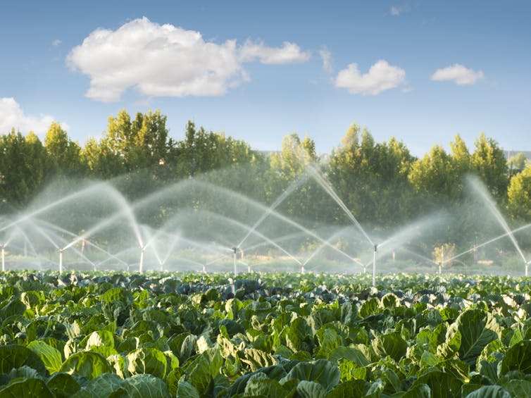 A series of sprinklers spray water over a field of green vegetables