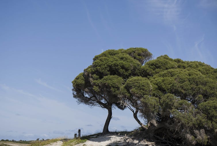 Friday essay: the forgotten German botanist who took 200,000 Australian plants to Europe