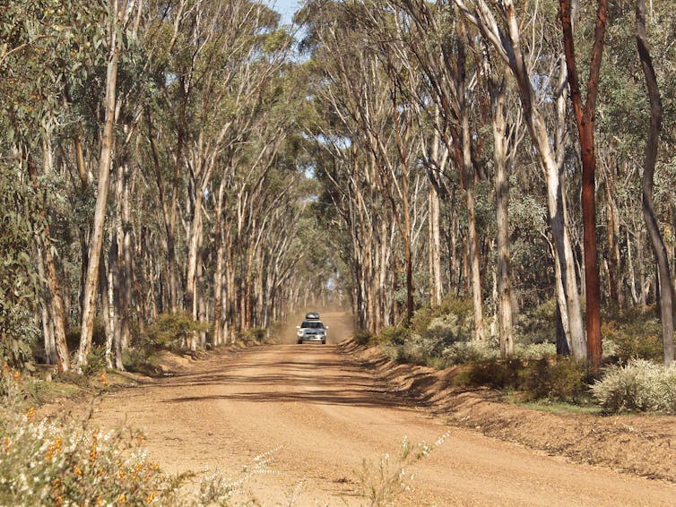 Friday essay: the forgotten German botanist who took 200,000 Australian plants to Europe