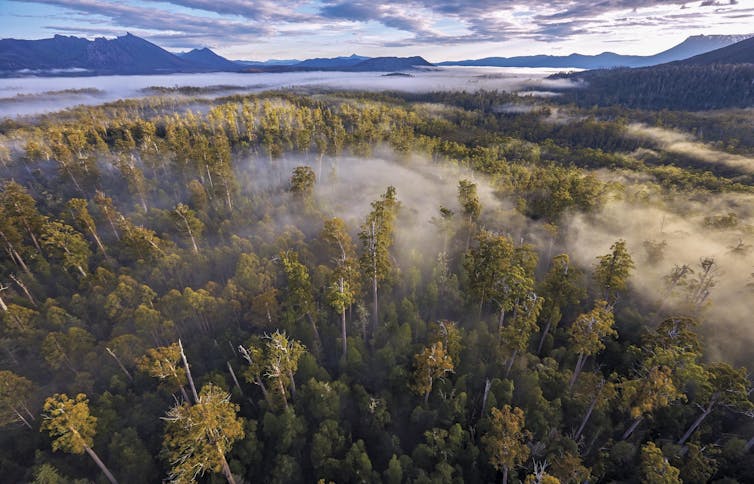 Aerial view of a Tasmanian forest