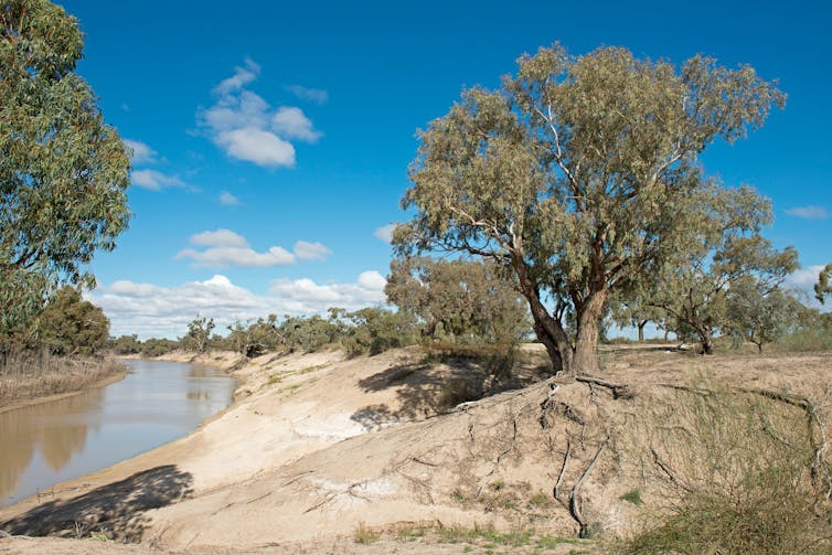 A shallow river cuts through brown land, beside a gum tree.