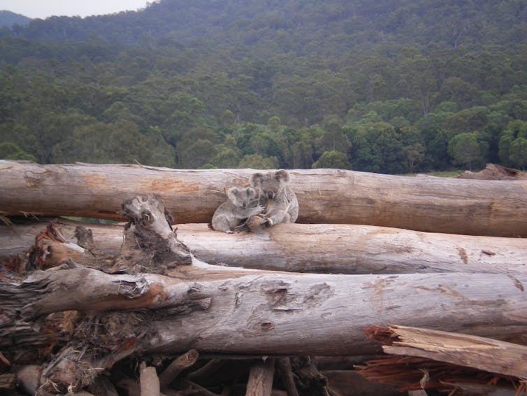 Adult and baby koala on a pile of felled trees.