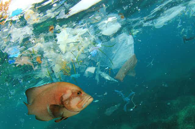 A tropical fish swims amid plastic waste in the ocean.