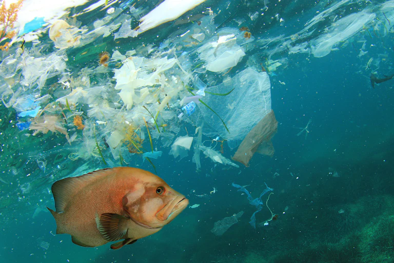 A tropical fish swims amid plastic waste in the ocean.