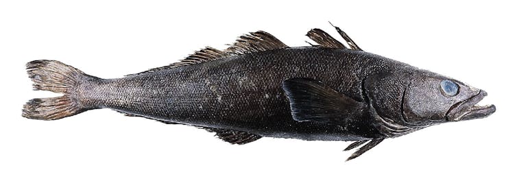 A long skinny fish grey fish with a toothy underbite