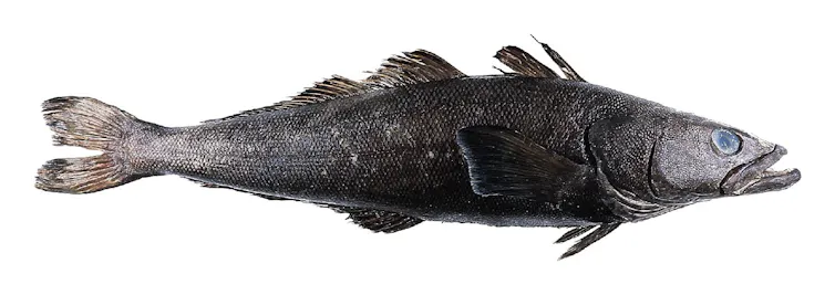 A long skinny fish grey fish with a toothy underbite
