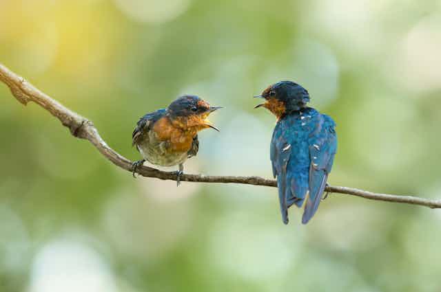 Two birds sitting on a branch