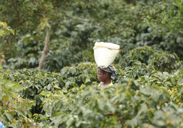 A woman carries a container of coffee beans on her head, surrounded by trees and foliage.