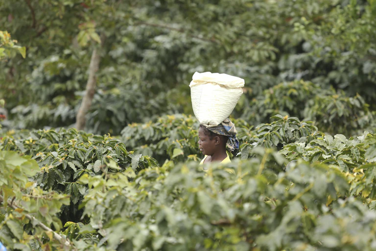 A woman carries a container of coffee beans on her head, surrounded by trees and foliage.