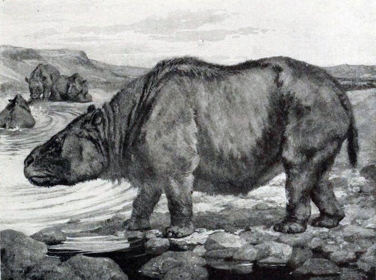 A toxodon – an extinct animal bigger than an elephant – grazes.