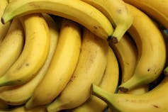 Several bananas with slightly freckled skins