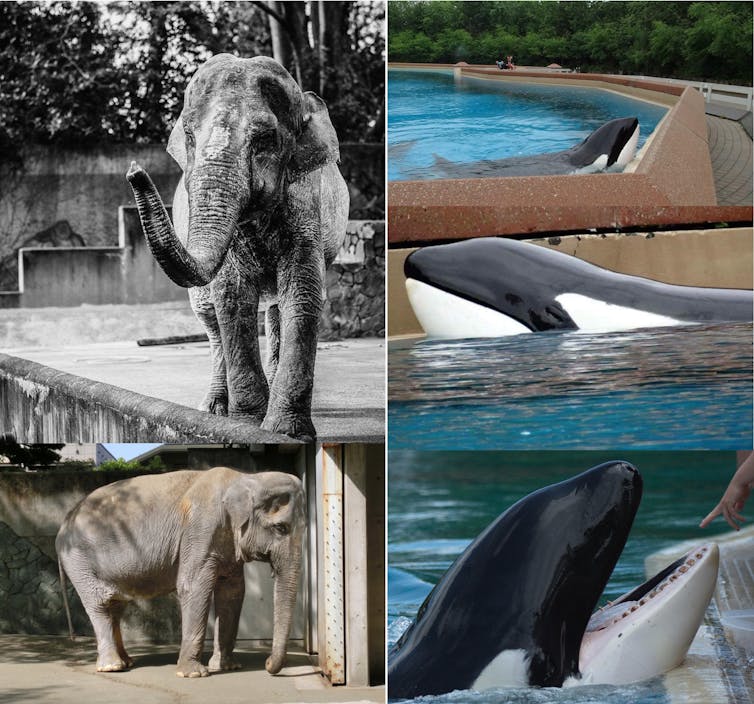 The neural cruelty of captivity: Keeping large mammals in zoos and aquariums damages their brains