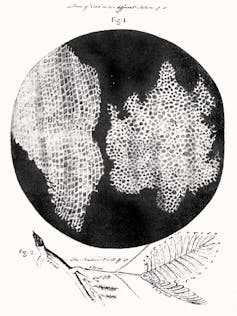 Hooke's famous etching of the tiny magnified cells he saw in a piece of cork. Robert Hooke, Micrographia, 1665/Wikimedia Commons, CC BY