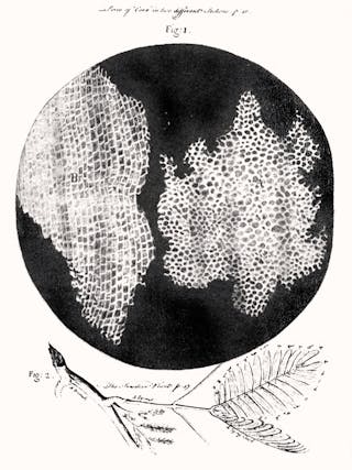 Original etching of cells from a piece of cork