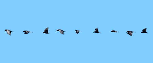 A row of images of a bird in flight