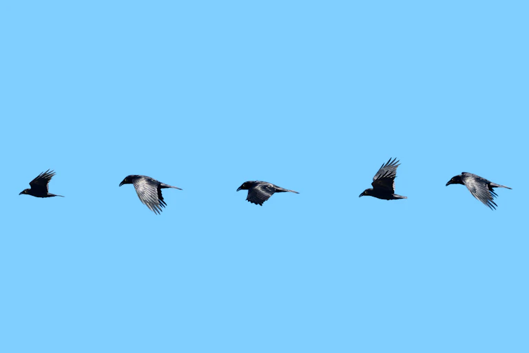 A row of images of a bird in flight