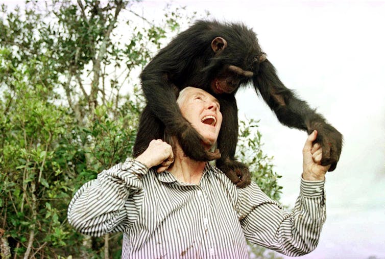 Jane Goodall laughs and looks up at a baby chimp standing on her shoulders.