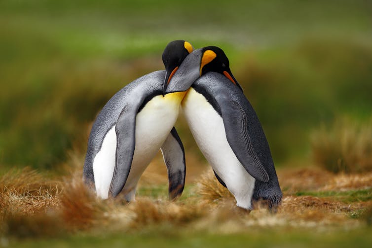 Pengiuns embracing each other.