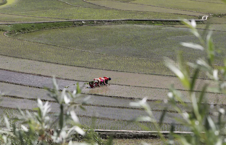 People working in paddy field