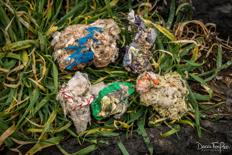 Regurgitated bits of indigestible food containing colourful plastic.