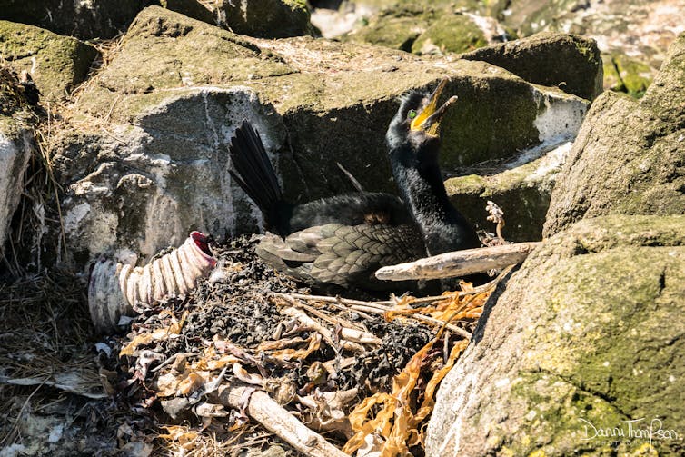 A parent shag guards a nest containing plastic debris.