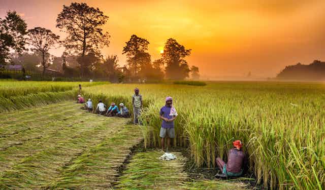 A line of people pull rice shoots from the ground in a large field