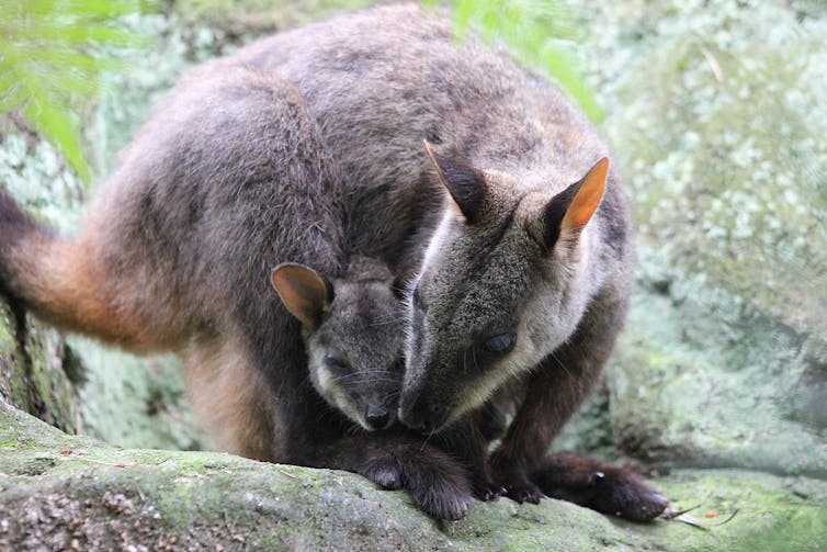 Brush-tailed rock wallaby and joey