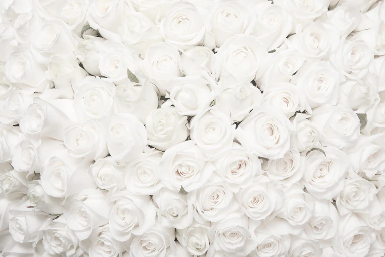 rosas blancas