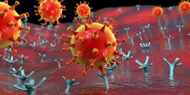 dibujo del virus SARS-CoV-2 y receptores ACE2 que se unen a una célula humana