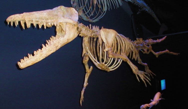 Skeleton of four-legged whale-like creature.