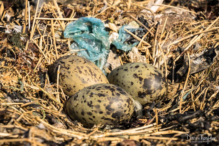 Blue plastic film features amid straw and eggs in a seagull's nest.