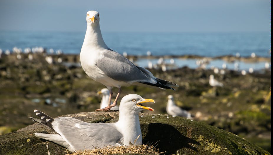 Two parent gulls guard their nest.