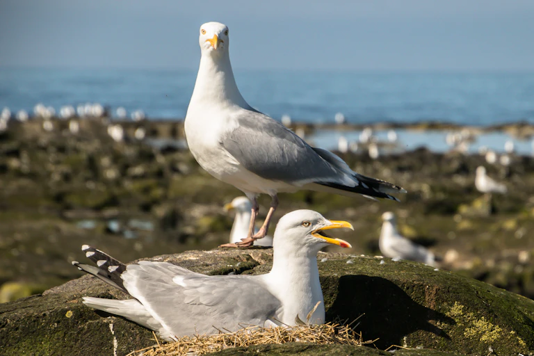 Two parent gulls guard their nest.