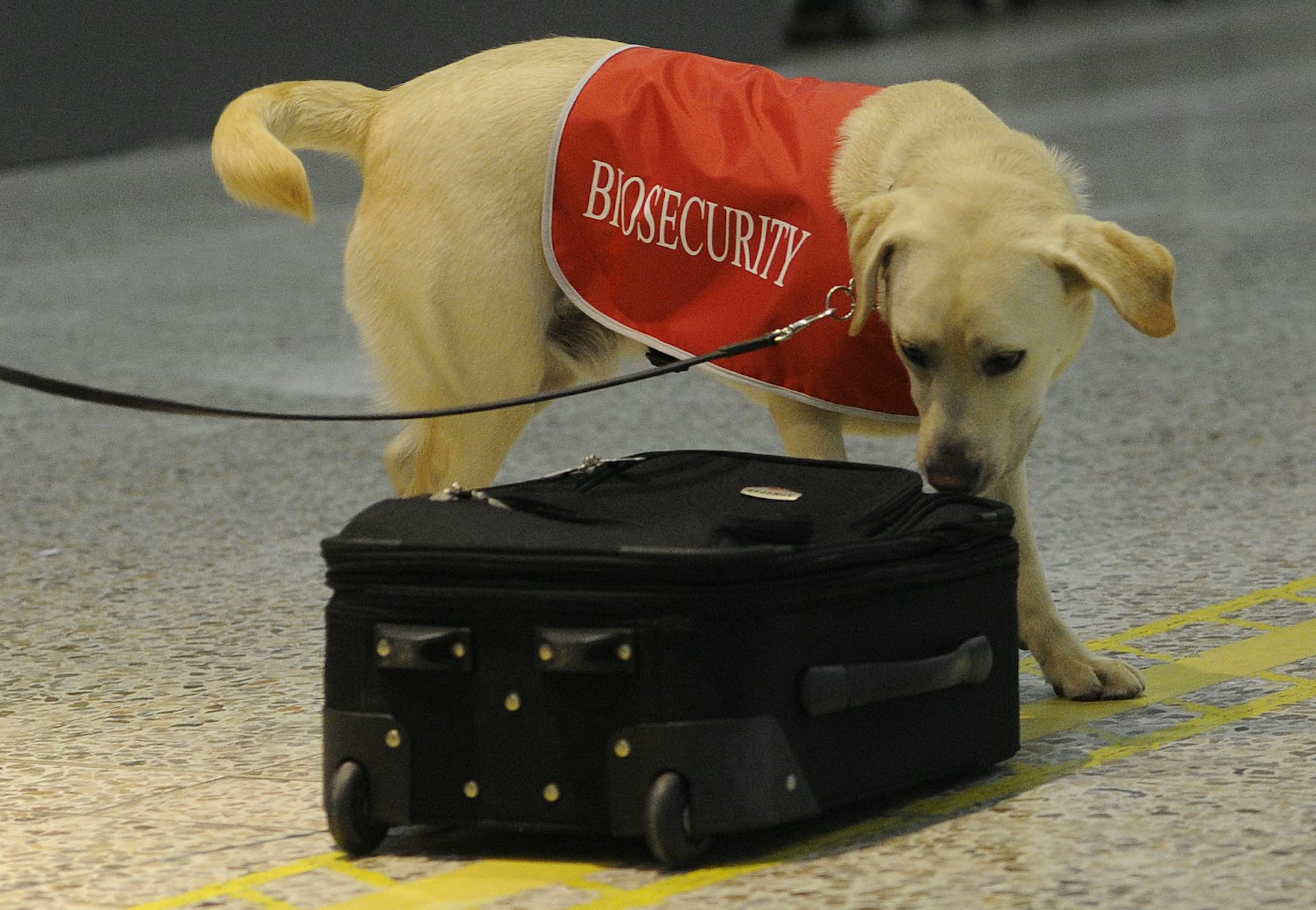 Explainer Why Australia Needs Biosecurity