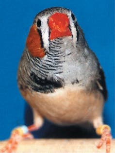 A zebra finch showing male plumage on one side and female plumage on the other side.