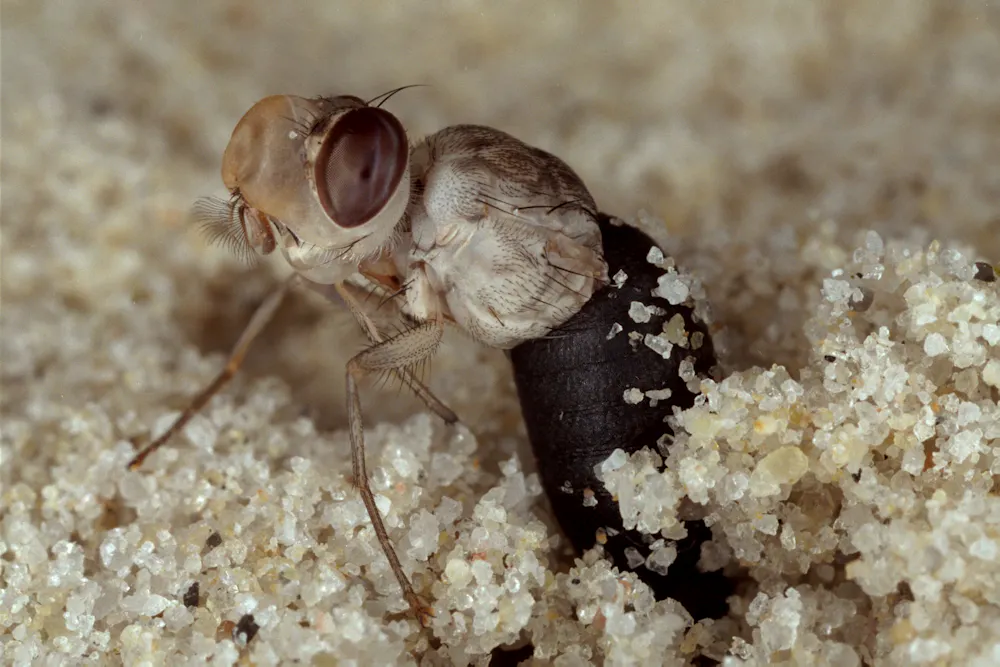 Tsetse Fly Larvae